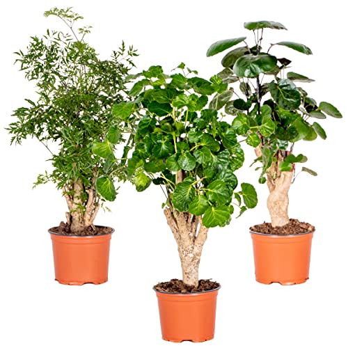 Bloomique - 3er-Mix Polyscias - Aralie - Fabian, Ming, Green Lemon - Zimmerpflanzen - Tierfreundlich - 30-40 cm Hoch - Topf 12 cm von Bloomique