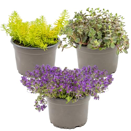 3x Sedum Mix – Steinpflanzen – Bodendecker – Pflegeleicht – ⌀14 cm - 10-20 cm von Bloomique