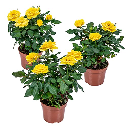 3x Topfrose Gelb – Rosa – Terrassen- & Zimmerpflanze – Pflegeleicht – ⌀12cm – 20-30cm von Bloomique