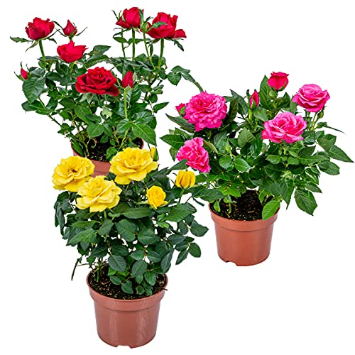 3x Topfrosenmischung – Rosa – Terrassen- & Zimmerpflanze – Pflegeleicht – ⌀12cm – 20-30cm von Bloomique