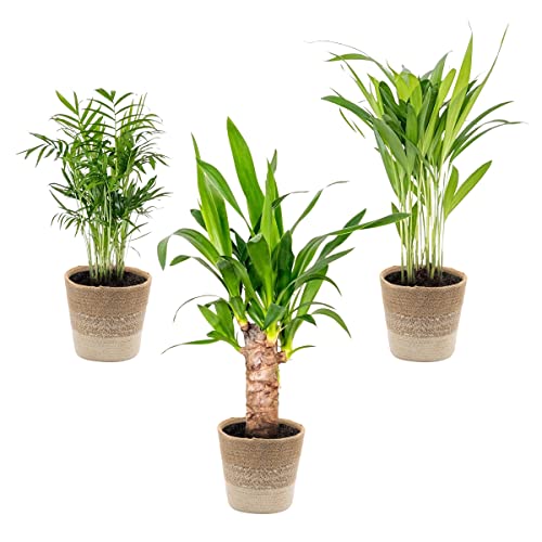 3x Tropical Palms Mix Inkl. Jutekorb - Pflegeleicht - ⌀12 cm - 20-45 cm von Bloomique