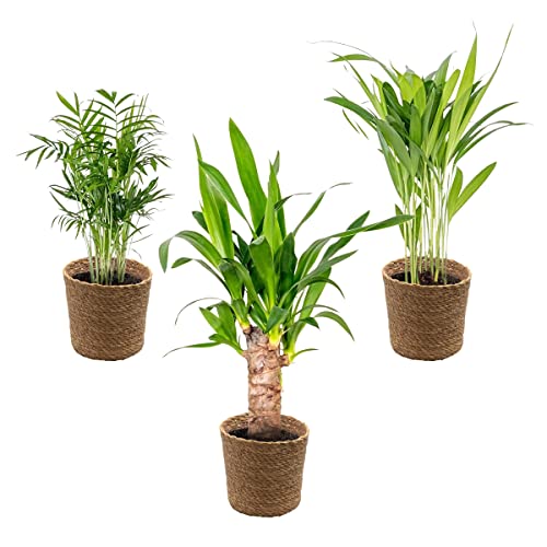 3x Tropical Palms Mix Inkl. Korb aus Seegras - Pflegeleicht - ⌀12 cm - 20-45 cm von Bloomique