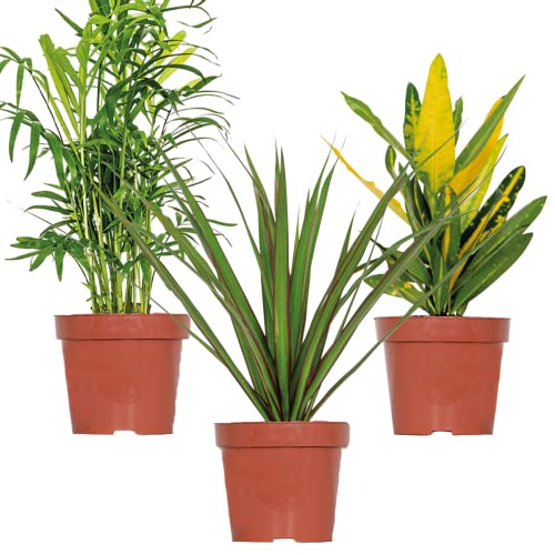 3x Tropische Zimmerpflanzenmischung – Dracaena-Chamaedorea-Codiaeum –⌀12 cm - 25-40 cm von Bloomique