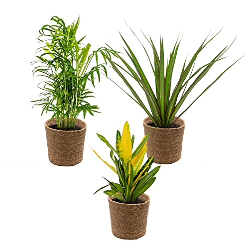 3x Tropische Zimmerpflanzenmischung Inkl. Seagrass Basket Lux – ⌀12 cm - 25-40 cm von Bloomique