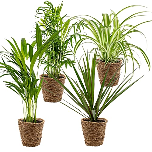 Bloomique - 4er-Mix - Luftreinigende Pflanzen - Dracaena - Dypsis - Chamaedorea - Chlorophytum - Zimmerpflanzen - Höhe 20-40 cm - Rattankorb 12 cm Bloomique - 4er-Mix - Luftreinigende Pflanzen - Dracaena - Dypsis - Chamaedorea - Chlorophytum - Zimmerpflanzen - Höhe 20-40 cm - Rattankorb 12 cm von Bloomique