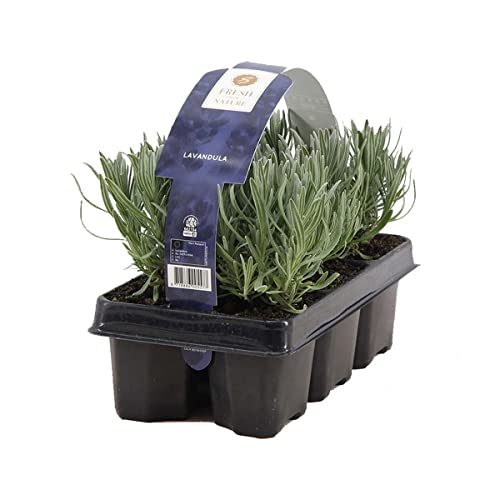 6er-Pack - Lavandula Angustifolia - Lavendel - Strauch - Winterhart – ⌀15-20 cm von Bloomique