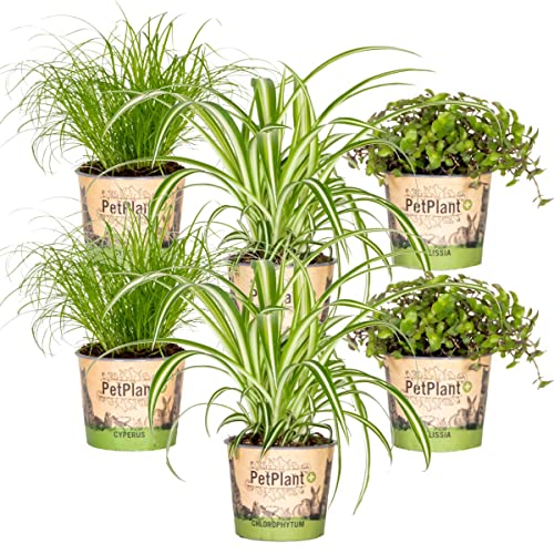 6x Pflanzen Set - Haustierfreundliche Zimmerpflanzen - Pet Friendly Mix - Katzenpflanzen - Echte Pflanzen - Cyperus - Chlorophytum - Callisia – ⌀12 cm - 15-25 cm von Bloomique