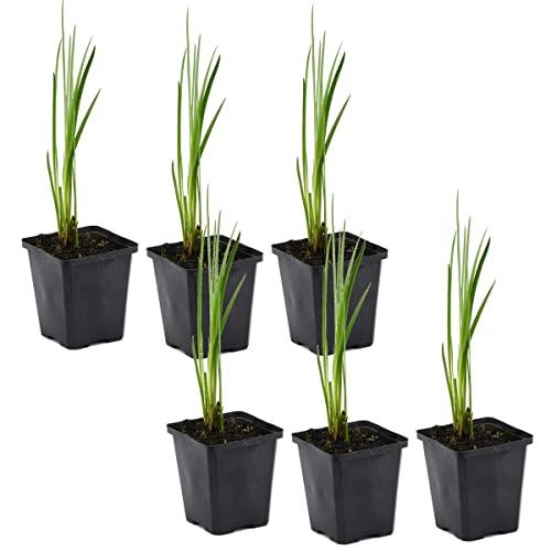 6x Acorus Calamus – Calamus – Teichpflanze – Pflegeleicht – Zone 2-3 – ⌀09cm – 10-20cm von Bloomique