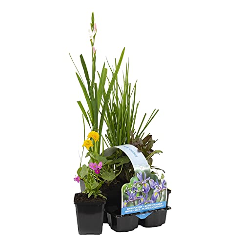 6x Blühende Teichpflanzenmischung – Zone 2 & 3 – Pflegeleicht – ⌀9 cm – 05–20 cm von Bloomique