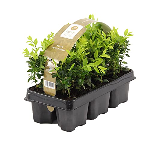 6x Buxus Sempervirens - Heckenkiste - Winterhart - ⌀9 cm- 15-20 cm von Bloomique