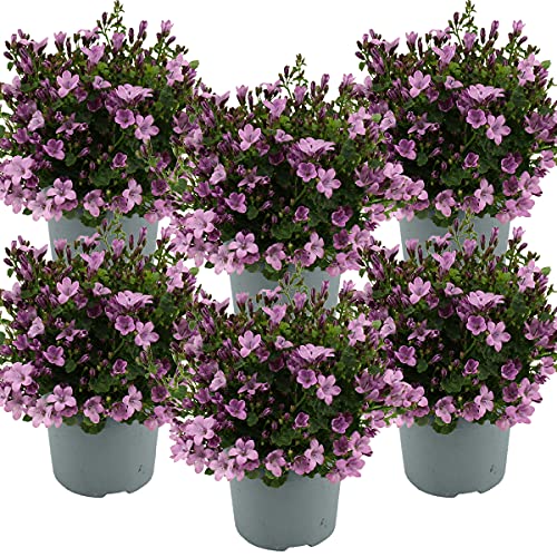 6x Campanula 'Ambella Pink' - Glockenblume - Bodendecker - Winterhart – ⌀10,5 cm - 10-15 cm von Bloomique