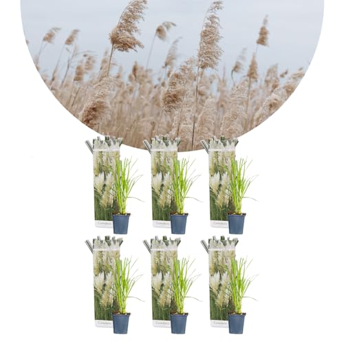 Bloomique - 6er-Set - Cortaderia Selloana - Weißes Pampasgras - Ziergras - Winterhart - Höhe 20-30 cm - Topf 9 cm von Bloomique