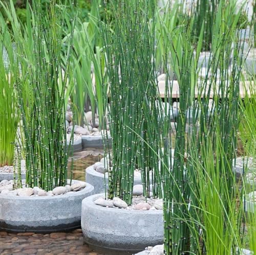 6x Equisetum Japonicum – Japanische Hohlpfeife – Teichpflanze – Pflegeleicht – ⌀9 cm – 20-30 cm von Bloomique