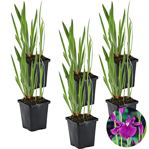 6x Iris 'Kaempferi' – Japanische Schwertlilie – Teichpflanze – Winterhart – ⌀9 cm - 20-30 cm von Bloomique