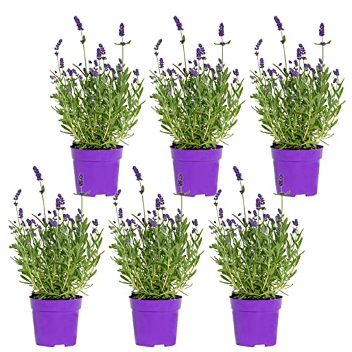 Bloomique - 6er-Set - Lavandula Angustifolia - Lavendelpflanze - Gartenpflanzen - Winterhart - 15-20 cm Hoch - Topf 10,5 cm von Bloomique