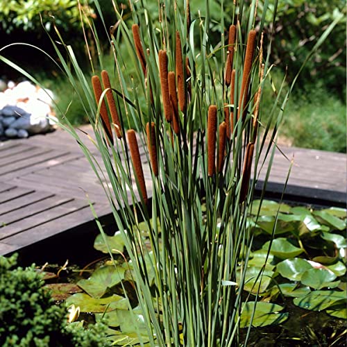 6x Typha latifolia - Binse - Teichpflanze - Winterhart - ⌀9 cm - 15-25 cm von Bloomique