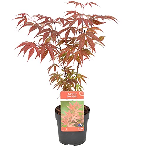 Acer palmatum 'Atropurpureum' - Japanischer Ahorn - Strauch - Winterhart - ⌀10,5 cm - ↕25-30 cm von Bloomique