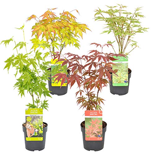 Bloomique - Acer mix - 4 Stücke - Winterharte Pflanzen - Japanischer Ahorn - Baum - Gartenpflanzen Winterhart - Topf 10,5 cm - Lieferhöhe 30 cm von Bloomique