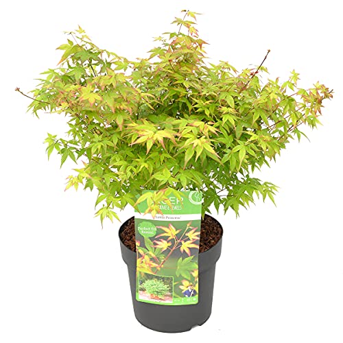 Acer palmatum 'Little Princess' – Japanischer Ahorn – Strauch – Winterheart – ⌀19 cm – 40-50 cm von Bloomique