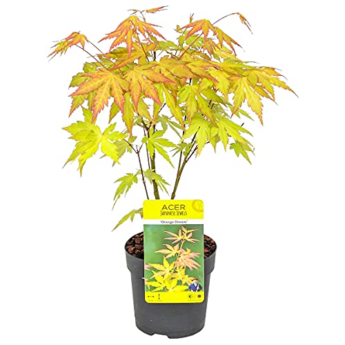 Bloomique - Acer Palmatum Orange Dream - Japanischer Ahorn - Orangefarbenes Laub - Gartenpflanzen - Winterhart - 20-30 cm Hoch - Topf 10,5 cm von Bloomique