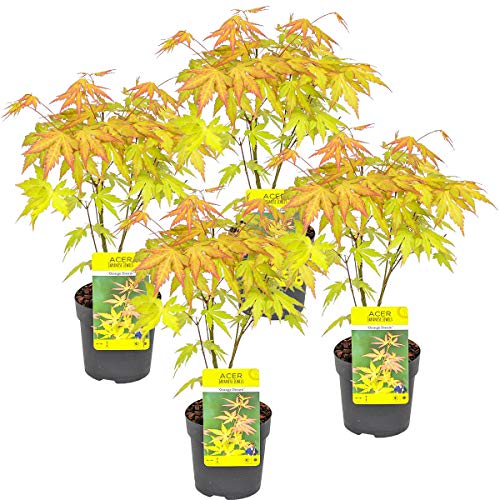 Bloomique - Acer palmatum Orange - 4 Stücke - Winterharte Pflanzen - Japanischer Ahorn - Baum - Gartenpflanzen Winterhart - Topf 10,5 cm - Lieferhöhe 30 cm von Bloomique