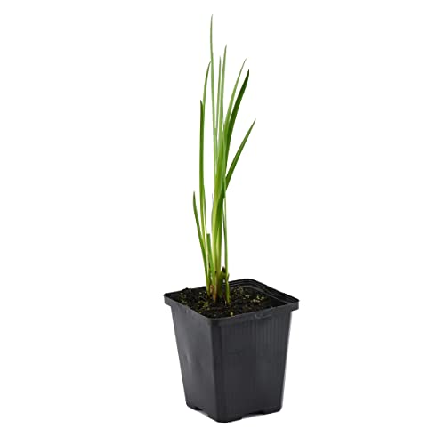 Acorus Calamus – Süßwassermelone – Teichpflanze – Pflegeleicht – Zone 2-3 – ⌀09 cm – 10-20 cm von Bloomique