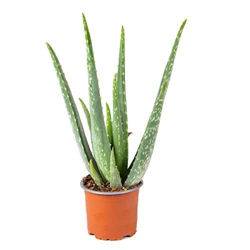 Aloe Vera – Sukkulente – Zimmerpflanze – Pflegeleicht – ⌀10,5 cm – 30-35 cm von Bloomique