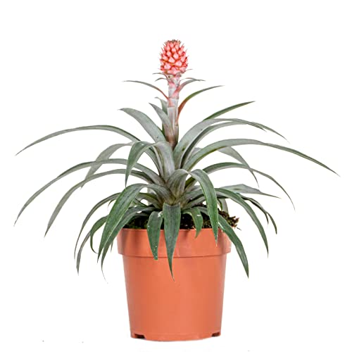 Ananas comosus 'Rosita' – Ananaspflanze – Pflegeleicht – ⌀12 cm – 30-40 cm von Bloomique