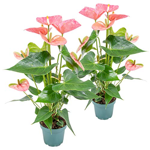 2x Anthurium 'Aristo' Pink - Flamingopflanze - Pflegefreundlich - ⌀12 cm - 30-40 cm von Bloomique