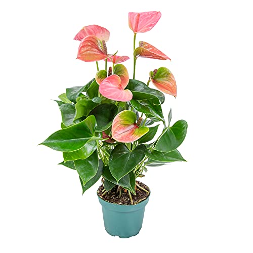 Anthurium 'Aristo' Pink - Flamingopflanze - Zimmerpflanze - Pflegeleicht ⌀12 cm - 30-40 cm von Bloomique