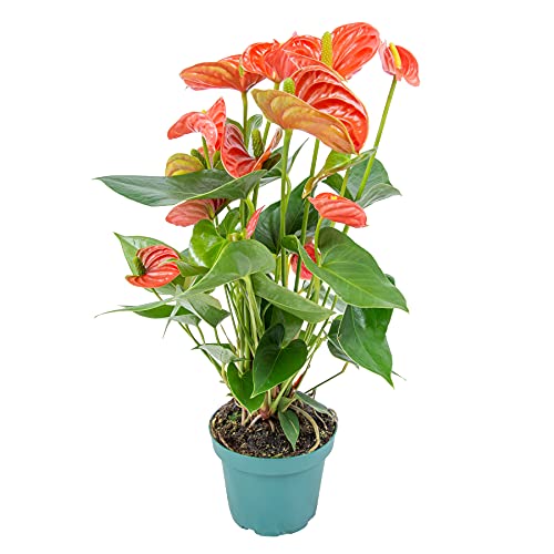 Anthurium 'Aristo' Orange - Flamingopflanze - Pflegeleicht - ⌀12 cm - 30-40 cm von Bloomique