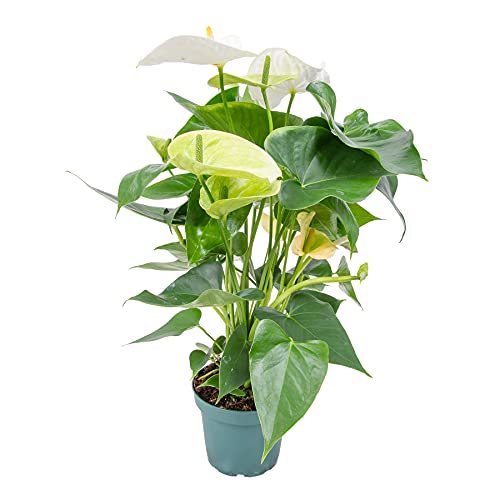 Anthurium 'Aristo' Weiß - Flamingopflanze - Zimmerpflanze - Pflegeleicht - ⌀12 cm - 30-40 cm von Bloomique