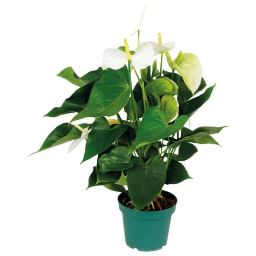 Anthurium 'Aristo' Weiß - Flamingopflanze - Zimmerpflanze - Pflegeleicht - ⌀14 cm - 45-55 cm von Bloomique