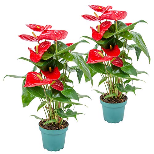 Bloomique - 2er Set - Anthurium Andreanum - Rot - Flamingoblume - Blühende Zimmerpflanzen - Pflegeleicht - Höhe 30-40 cm - Topf 12 cm Bloomique - 2er Set - Anthurium Andreanum - Rot - Flamingoblume - Blühende Zimmerpflanzen - Pflegeleicht - Höhe 30-40 cm - Topf 12 cm von Bloomique