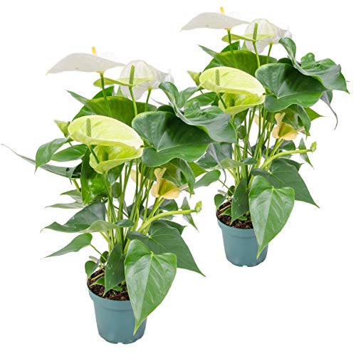 2x Anthurium 'Aristo' Weiß - Flamingopflanze - Zimmerpflanze - Pflegefreundlich - ⌀12 cm - 30-40 cm von Bloomique