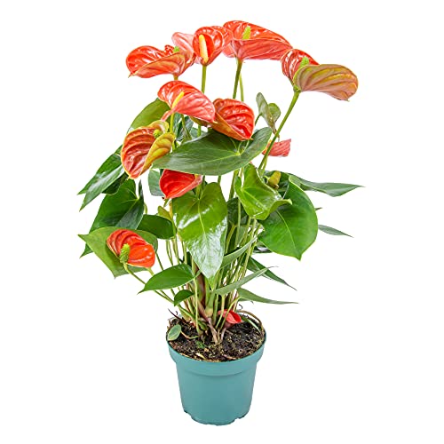 Anthurium 'Aristo' Orange - Flamingopflanze - Zimmerpflanze - Pflegeleicht - ⌀14 cm - 45-55 cm von Bloomique