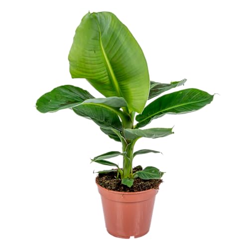 Bloomique - Musa Oriental Dwarf - Bananenpflanze - Zimmerpflanzen - Pflegeleicht - Haustierfreundlich - Höhe 60-70 cm - Topf 17 cm von Bloomique
