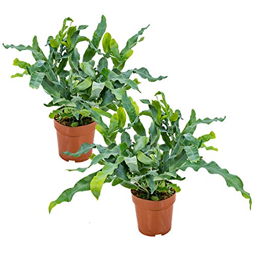 Blauer Farn | Phlebodium pro 2 Stück - Luftreinigende Zimmerpflanze in einem Aufzuchttopf ⌀12 cm - 30 cm von Bloomique
