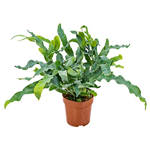 Blauer Farn | Phlebodium pro Stück - Luftreinigende Zimmerpflanze in einem Kinderzimmertopf ⌀12 cm - 30 cm von Bloomique