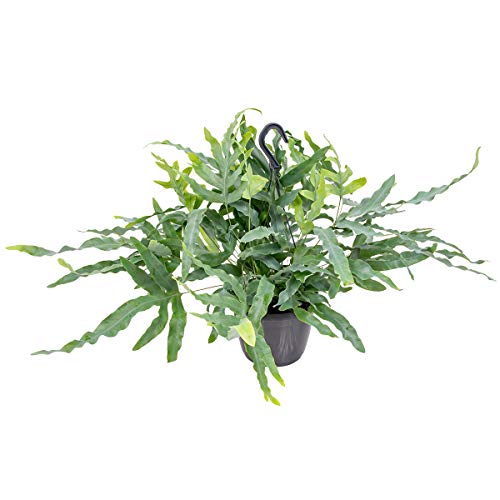 Blauer Farn im hängenden Topf pro Stück | Phlebodium 'Blue Star' - Zimmerpflanze ⌀18 cm - 40-45 cm von Bloomique