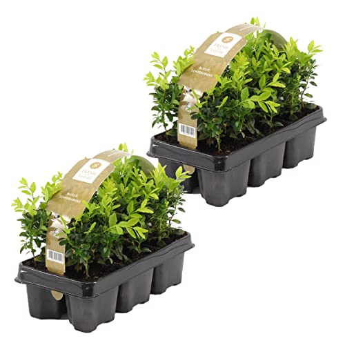 Bloomique - 12er Set - Buxus Sempervirens - Buchsbaum - Heckenpflanzen Winterhart - Gartenpflanze - Höhe 15-20 cm - Topf 9 cm von Bloomique