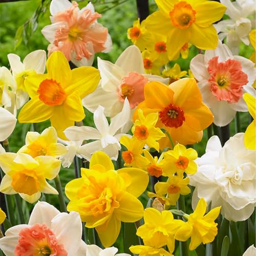 Bloomique - 15er-Mix - Narzisse - Narzisse - Blumenmischung für den ganzen Frühling - Farbmischung - Blumenzwiebeln - Frühlingsblüher - mehrjährige Pflanzen - wird 15-35 cm groß von Bloomique