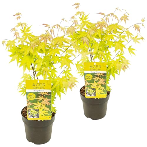 Bloomique - 2er-Set - Acer Palmatum Orange Dream - Japanischer Ahorn - Orangefarbenes Laub - Gartenpflanzen - Winterhart - 40-50 cm Hoch - Topf 15 cm Bloomique - 2er-Set - Acer Palmatum Orange Dream - Japanischer Ahorn - Orangefarbenes Laub - Gartenpflanzen - Winterhart - 40-50 cm Hoch - Topf 15 cm von Bloomique