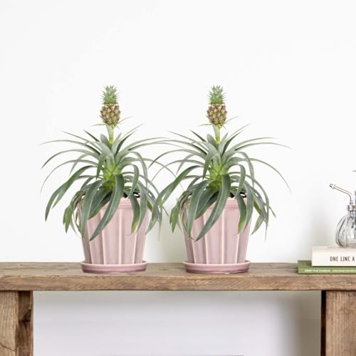 Bloomique - 2er Set - Ananas Comosus - Ananas Pflanze - Bromelien - Zimmerpflanzen - Luftreinigend - Höhe 30-40 cm - Topf 12 cm Bloomique - 2er Set - Ananas Comosus - Ananas Pflanze - Bromelien - Zimmerpflanzen - Luftreinigend - Höhe 30-40 cm - Topf 12 cm von Bloomique