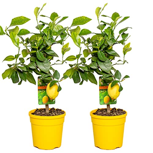 Bloomique - 2er-Set - Citrus Limon - Zitrone - Zitronenbaum - Zitrusbaum - Obstbaum - Gartenpflanzen - 50-70 cm Hoch - Topf 19 cm von Bloomique