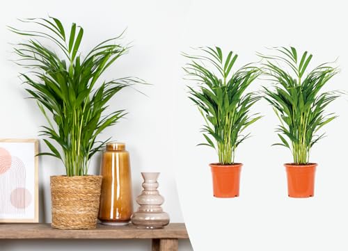 Bloomique - 2er Set - Dypsis Lutescens - Goldfruchtpalme - Areca Palme - Zimmerpflanzen - Pflegeleicht - Haustierfreundlich - Höhe 60-70 cm - Topf 17 cm Bloomique - 2er Set - Dypsis Lutescens - Goldfruchtpalme - Areca Palme - Zimmerpflanzen - Pflegeleicht - Haustierfreundlich - Höhe 60-70 cm - Topf 17 cm von Bloomique