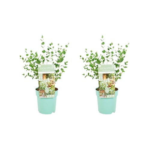 Bloomique - 2er-Set - Eucalyptus Parvifolia - Eukalyptuspflanze - Gartenpflanzen - Winterhart - ⌀15 cm - 25-45 cm von Bloomique