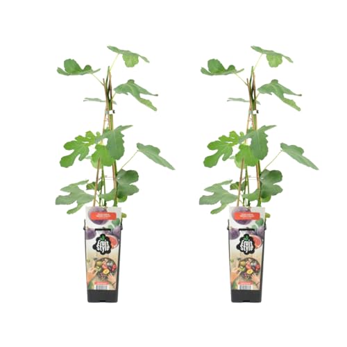 Bloomique - 2x Ficus Carica 'Brown Turkey' - Feigenbaum - Obstbäume - Gartenpflanzen - Winterhart - ⌀14 cm - Höhe 60-70 cm von Bloomique