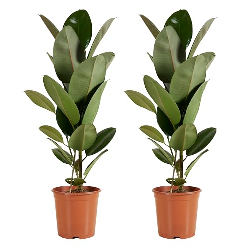 Bloomique - 2er Set - Ficus Elastica Robusta - Gummibaum - Zimmerpflanzen Groß - Luftreinigend - Pflegeleicht - Höhe 80-100 cm - Topf 21 cm von Bloomique