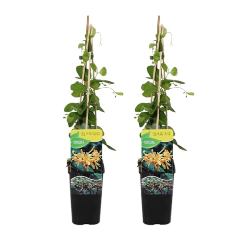 Bloomique - 2er-Set - Lonicera Tellmanniana - Strauchgeißblatt - Orange - Kletterpflanzen - Gartenpflanzen - Winterhart - Topf 15 cm - 70-80 cm hoch von Bloomique